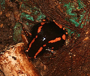 Roter Wendehalsfrosch, Phrynomerus bifasciatus